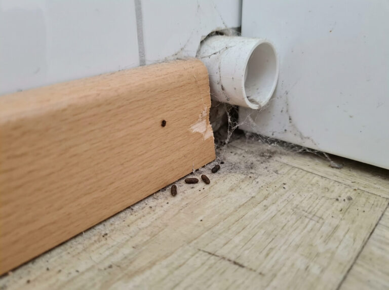 Mäusekot und Spuren an einer Rohrdurchführung hinter einer Fußleiste